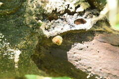 Bekkochlamys perfragilis