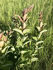 Salix pseudomonticola