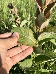 Salix pseudomonticola