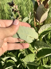 Salix pseudomonticola