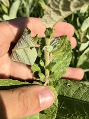 Salix pseudomonticola