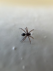 Euryopis episinoides