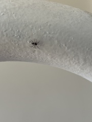 Euryopis episinoides