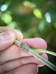 Rhaphigaster nebulosa