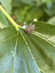 Rhaphigaster nebulosa