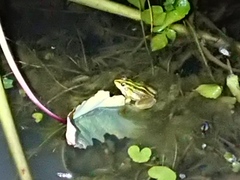 Pelophylax fukienensis