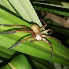 Gnathopalystes kochi