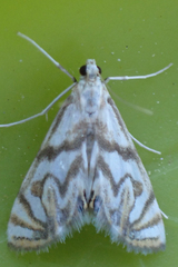 Neocataclysta magnificalis