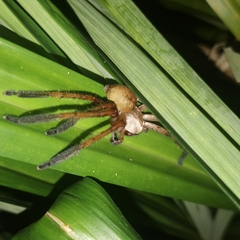 Gnathopalystes kochi