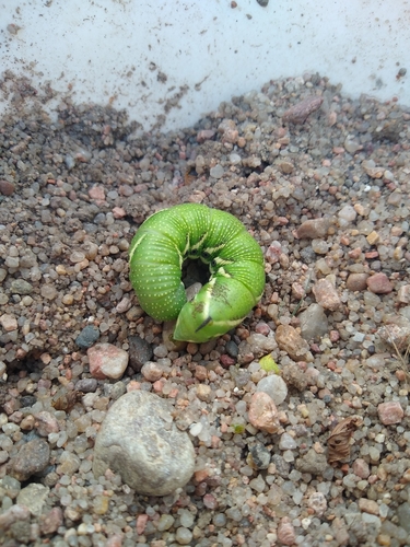 Five-spotted Hawk Moth