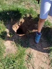 Marmota marmota