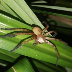 Gnathopalystes kochi