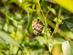 Neptis andetria