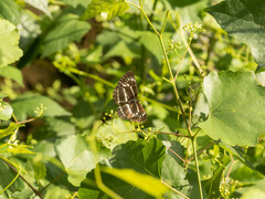 Neptis andetria