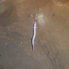 Proteus anguinus anguinus