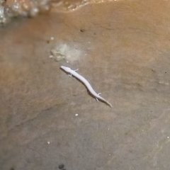Proteus anguinus anguinus