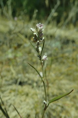 Polygonum spergulariiforme