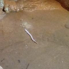 Proteus anguinus anguinus