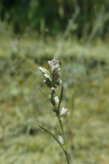 Polygonum spergulariiforme