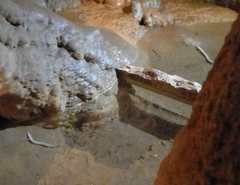 Proteus anguinus anguinus