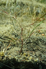 Polygonum spergulariiforme