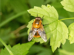Volucella jeddona
