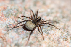 Pardosa lugubris