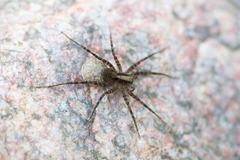 Pardosa lugubris