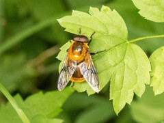 Volucella jeddona