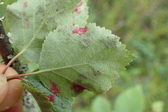 Acalitus longisetosus