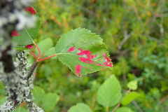 Acalitus longisetosus