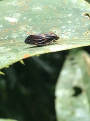 Okiscarta