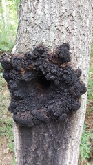 Inonotus nidus-pici