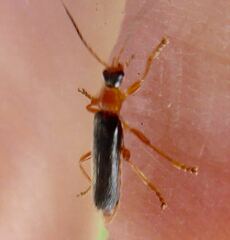 Cantharis nigra