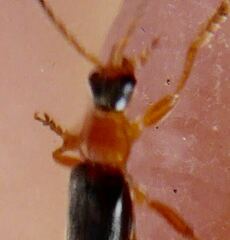 Cantharis nigra