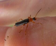 Cantharis nigra