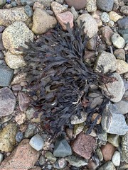 Fucus serratus