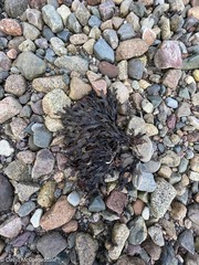 Fucus serratus
