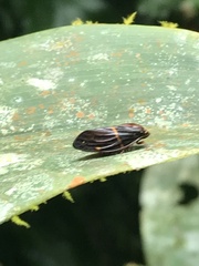 Okiscarta