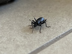 Eleodes longicollis