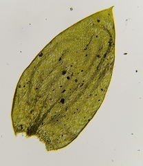 Plagiothecium nemorale