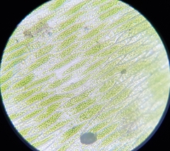 Plagiothecium nemorale