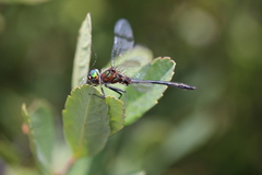 Dorocordulia lepida