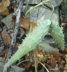 Matelea edwardsensis