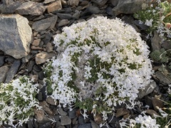 Phlox condensata