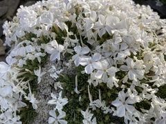 Phlox condensata