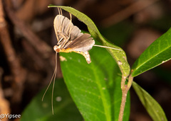 Filodes fulvidorsalis