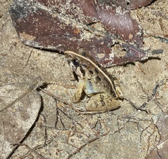 Minervarya kirtisinghei