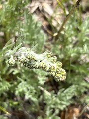 Artemisia borealis
