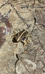 Minervarya kirtisinghei